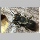 Heriades truncorum - Loecherbiene 08d 6mm.jpg